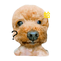 [LINEスタンプ] Cute dog dog dog dog