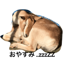 [LINEスタンプ] ヤギ①