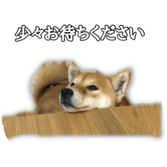 [LINEスタンプ] Shiba YUKINO