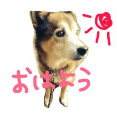 [LINEスタンプ] 茶色ちゃん(柴犬×シェパードmix)