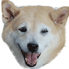 [LINEスタンプ] 柴犬87 その1