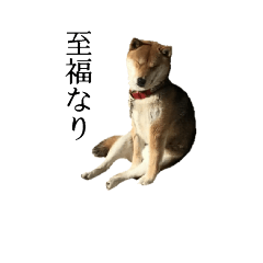 [LINEスタンプ] 柴犬空(くう)の日常スタンプ