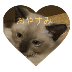 [LINEスタンプ] グッド猫