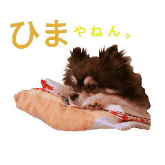 [LINEスタンプ] ポメラニアンの凛ちゃん2