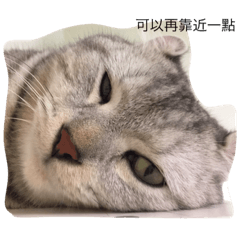 [LINEスタンプ] Catcrazy Lives2