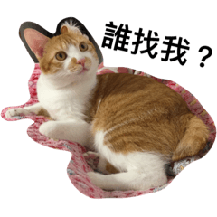 [LINEスタンプ] Passion Oolong Cat