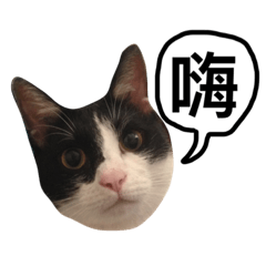 [LINEスタンプ] Olley Cat