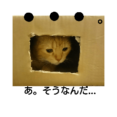 [LINEスタンプ] ねこだ猫だ