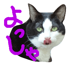 [LINEスタンプ] 猫の顔相づちスタンプ～大きな手書き文字～
