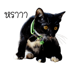 [LINEスタンプ] Haquille The Cat