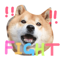 [LINEスタンプ] 柴犬リトル