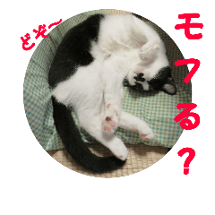 [LINEスタンプ] シロクロ猫部・きょうだい編