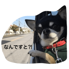 [LINEスタンプ] Doberman Fu chihuahua momotaro