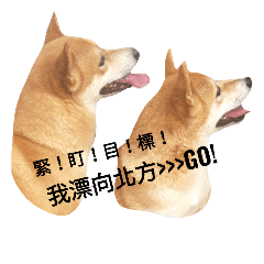 [LINEスタンプ] shibainu QAQ