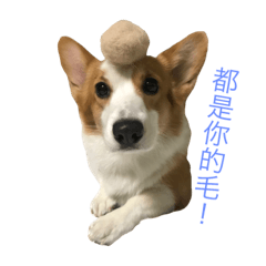 [LINEスタンプ] Corgi DoDo Cute emoticons