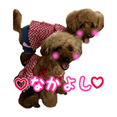 [LINEスタンプ] toy poodle with k and m