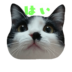 [LINEスタンプ] 白黒猫＆茶色猫