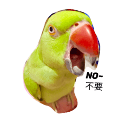 [LINEスタンプ] Ring-necked Parakeet and Cockatiel