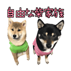 [LINEスタンプ] 自由な柴家族