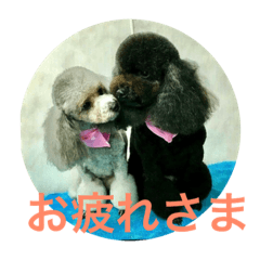 [LINEスタンプ] 犬猫スタンプ 日常