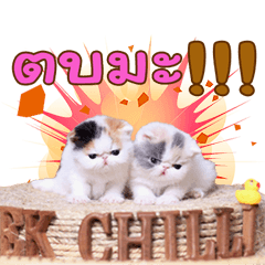 [LINEスタンプ] Chilli_Sandy