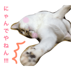 [LINEスタンプ] みぃちゃんです！