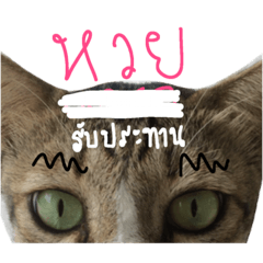 [LINEスタンプ] Cat Single Face EP1