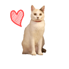 [LINEスタンプ] 猫のゆきちゃん