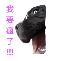 [LINEスタンプ] Dog D