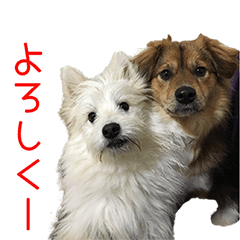 [LINEスタンプ] KUWAdogfamily