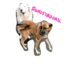 [LINEスタンプ] Dog Thai