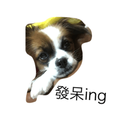 [LINEスタンプ] Sunny Dog