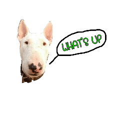 [LINEスタンプ] Penguin The Bull Terrier