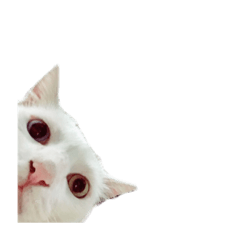 [LINEスタンプ] the cattttt