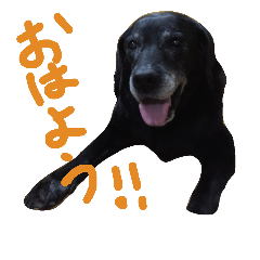 [LINEスタンプ] Labrador Retriever Black  *