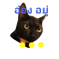 [LINEスタンプ] Hai-An's a Blan(c)k Cat