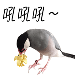 [LINEスタンプ] Hey！ It's a bird.