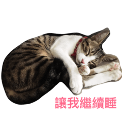 [LINEスタンプ] TubeCat