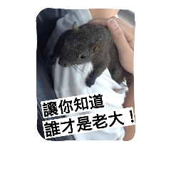 [LINEスタンプ] Squirrel PiPi Baby