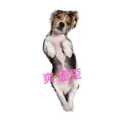 [LINEスタンプ] Beagle DIDI