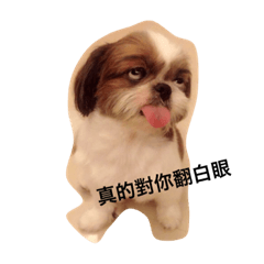 [LINEスタンプ] ShihTzu Dog Danny family