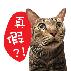 [LINEスタンプ] Silly cat-Cai