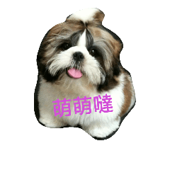 [LINEスタンプ] ShihTzu Puppy