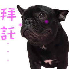 [LINEスタンプ] French Bulldog Mr. Q