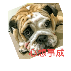 [LINEスタンプ] Q-dog