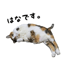 [LINEスタンプ] 三毛猫のはな