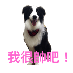 [LINEスタンプ] Sheepdog cute life