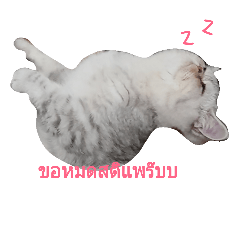 [LINEスタンプ] nong-zapao