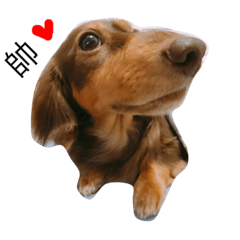 [LINEスタンプ] dachshund paddy