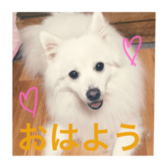 [LINEスタンプ] Spitz Shiba